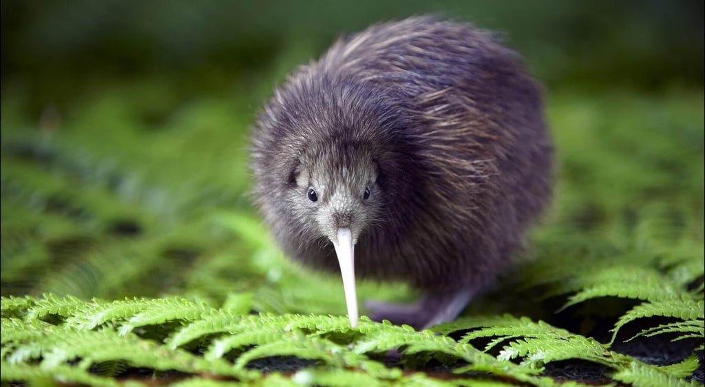 El kiwi ave nacional de Nueva Zelanda 