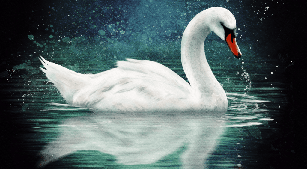 Swan from the Animal Spirit Oracle Deck