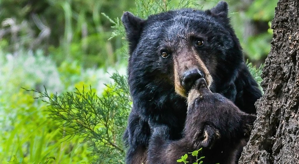 Adult black bear and cub