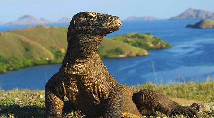 Komodo