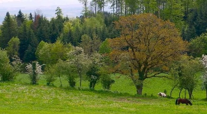 ponies grazing in a field with trees in the background