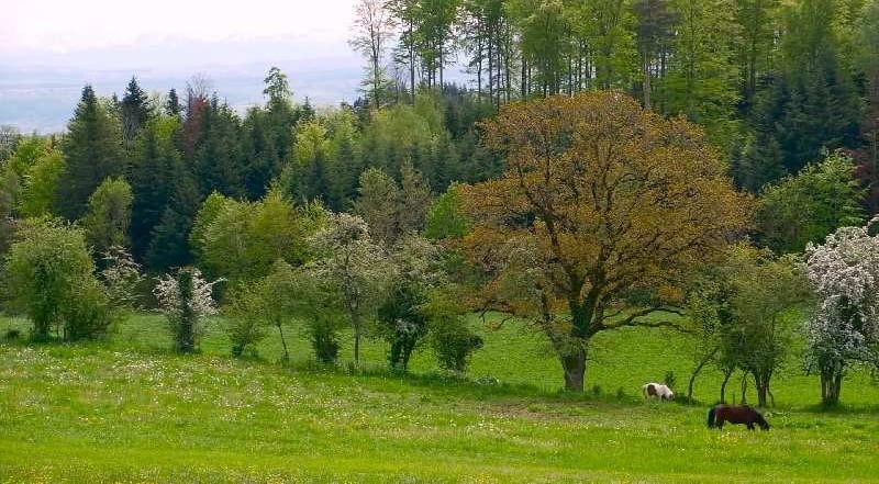 ponies grazing in a field with trees in the background
