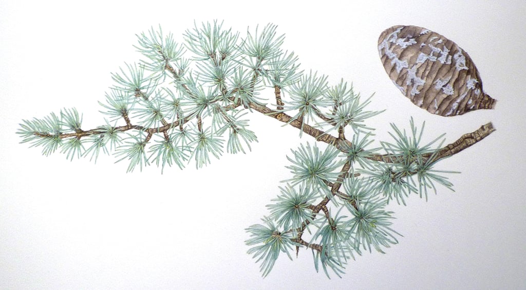 Botanical illustration