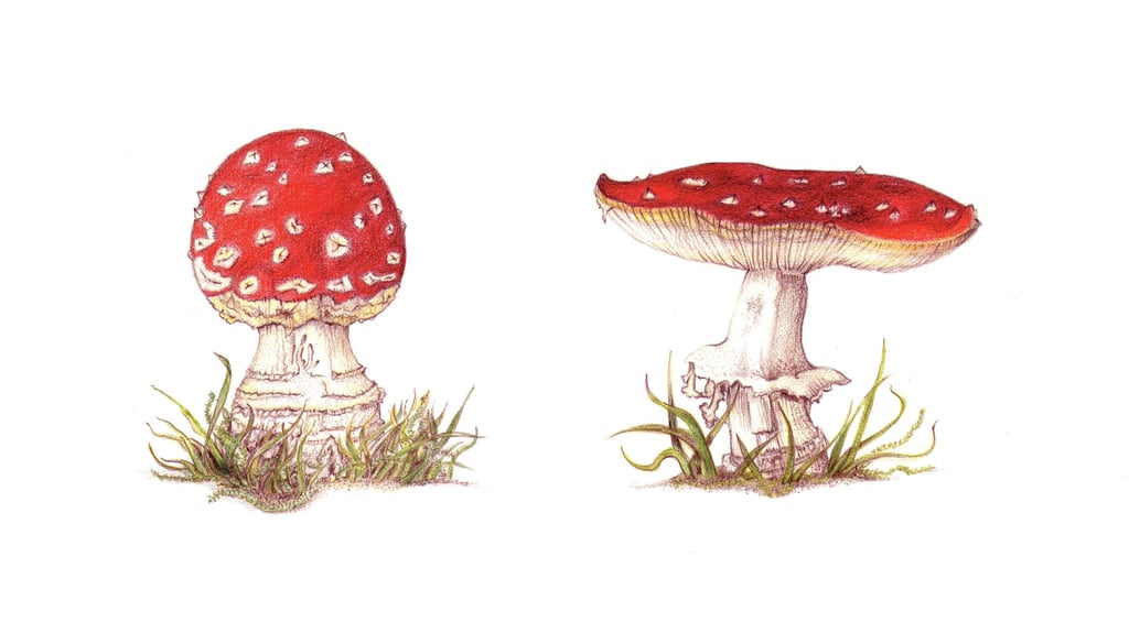Botanical illustration
