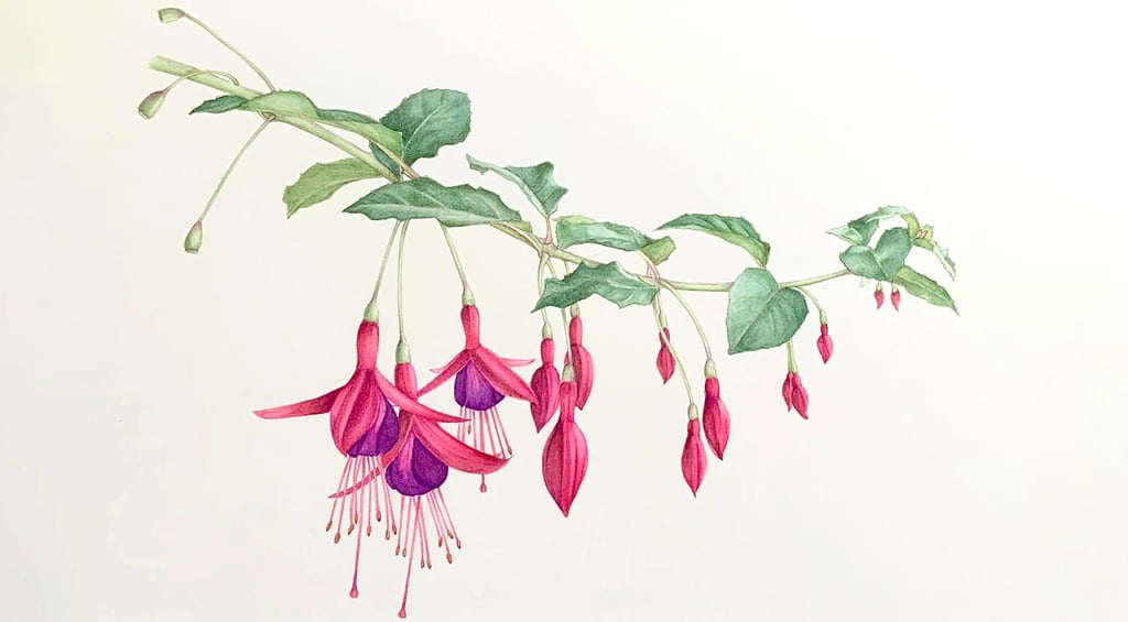 Botanical illustration