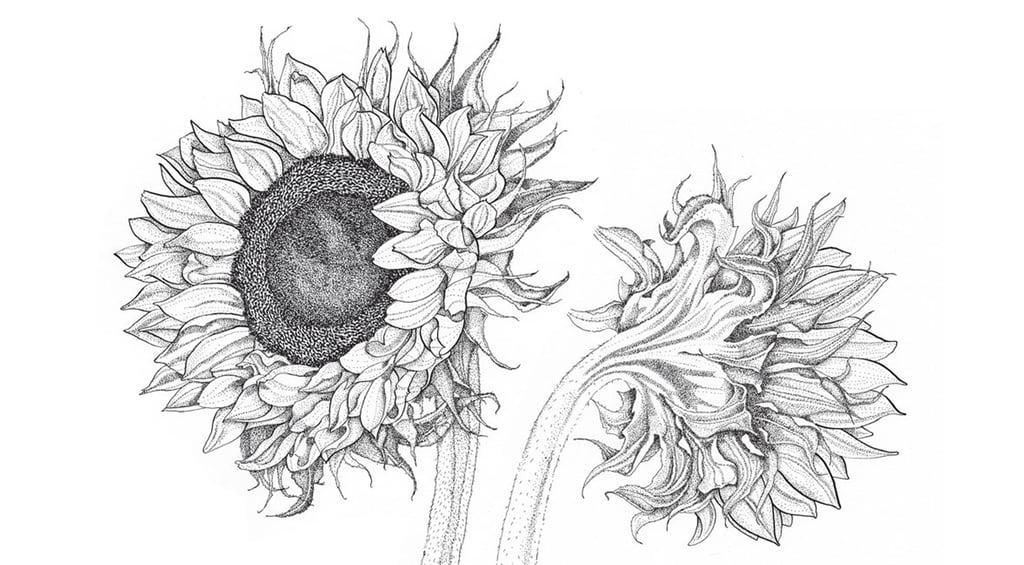 Botanical illustration