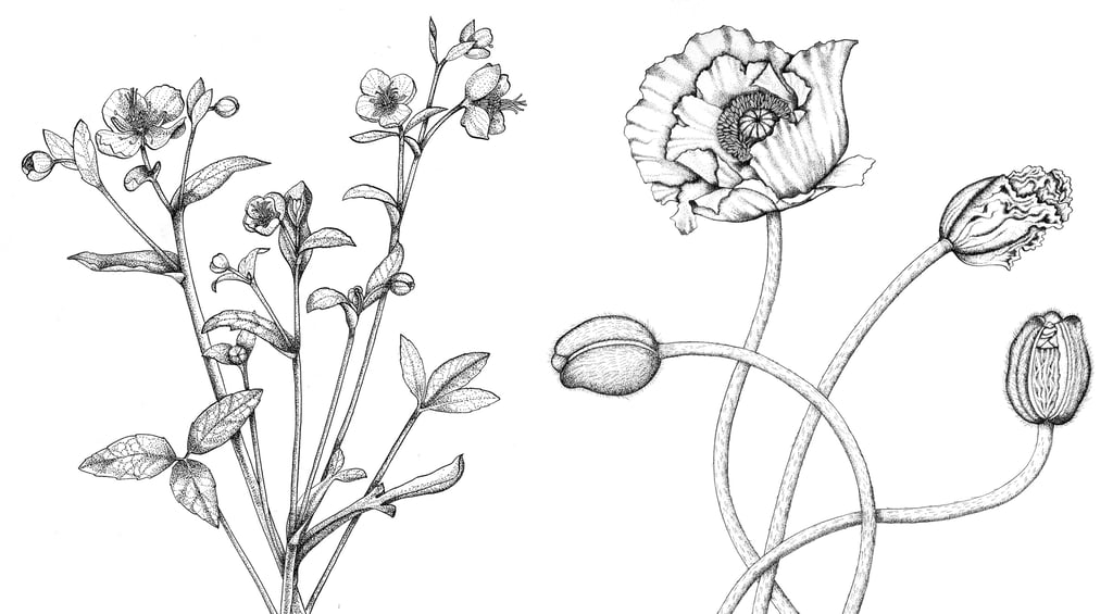 Botanical illustration