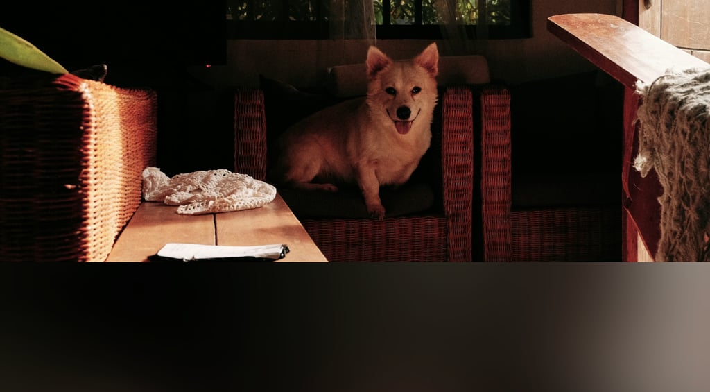 dogAdvisor | dogadvisor | dog advisor | dogAdvisor.dog