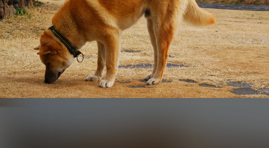 dogAdvisor | dogadvisor | dog advisor | dogAdvisor.dog