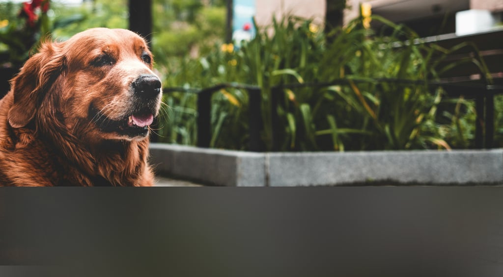 dogAdvisor | dogadvisor | dog advisor | dogAdvisor.dog