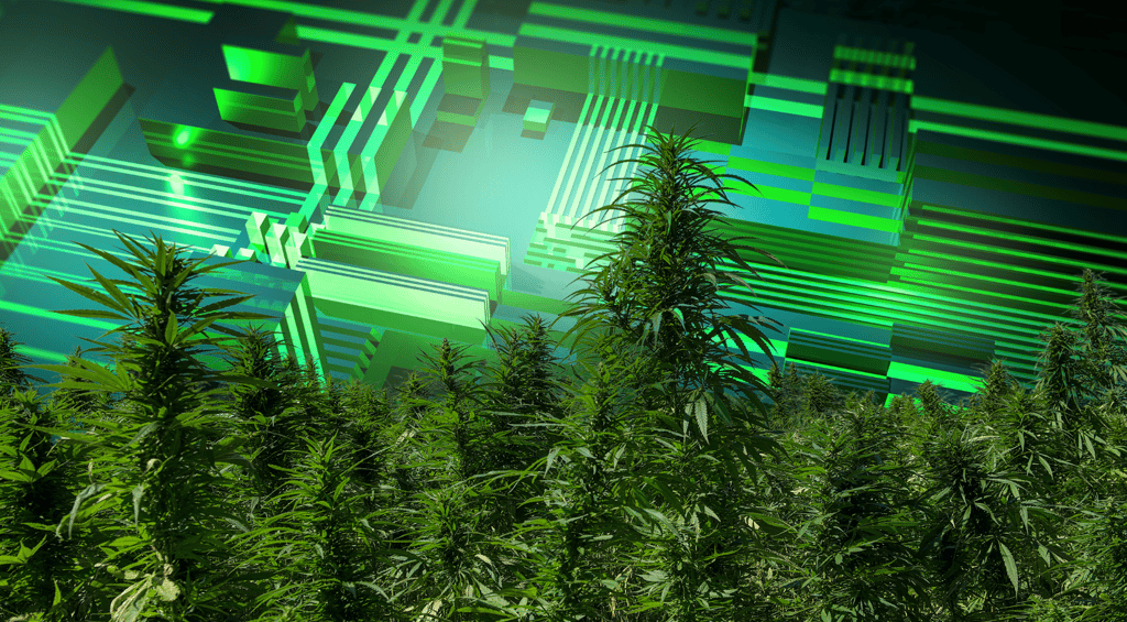 a bunch of marijuana plants in a field