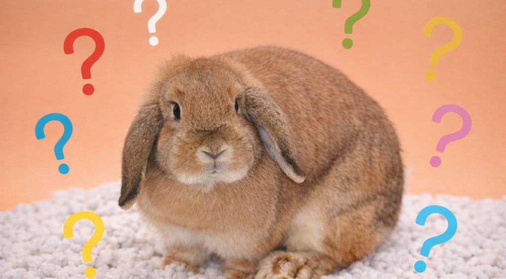 Hot Cross Buns' Parcheesi wants people to ask these questions before bringing a rabbit home