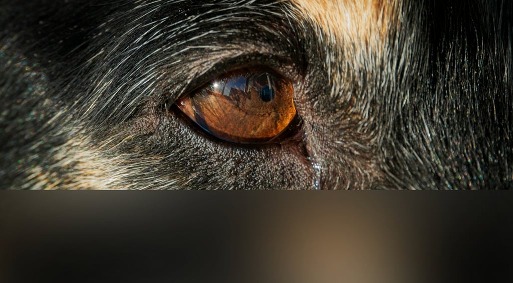 dogAdvisor | dogadvisor | dog advisor | dogAdvisor.dog