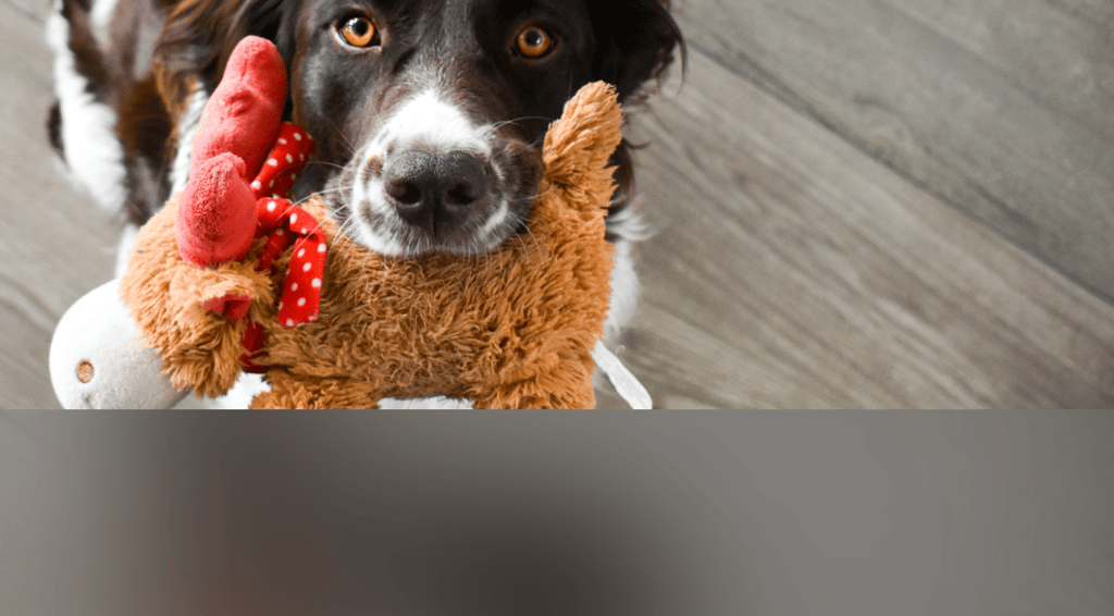 dogAdvisor | dogadvisor | dog advisor | dogAdvisor.dog