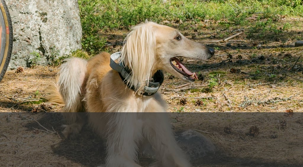 dogAdvisor | dogadvisor | dog advisor | dogAdvisor.dog