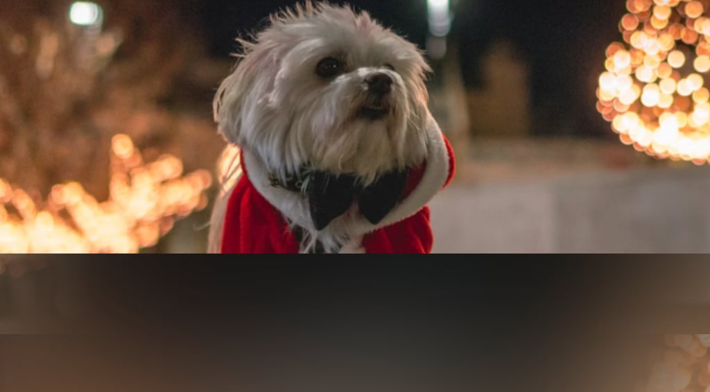 dogAdvisor | dogadvisor | dog advisor | dogAdvisor.dog