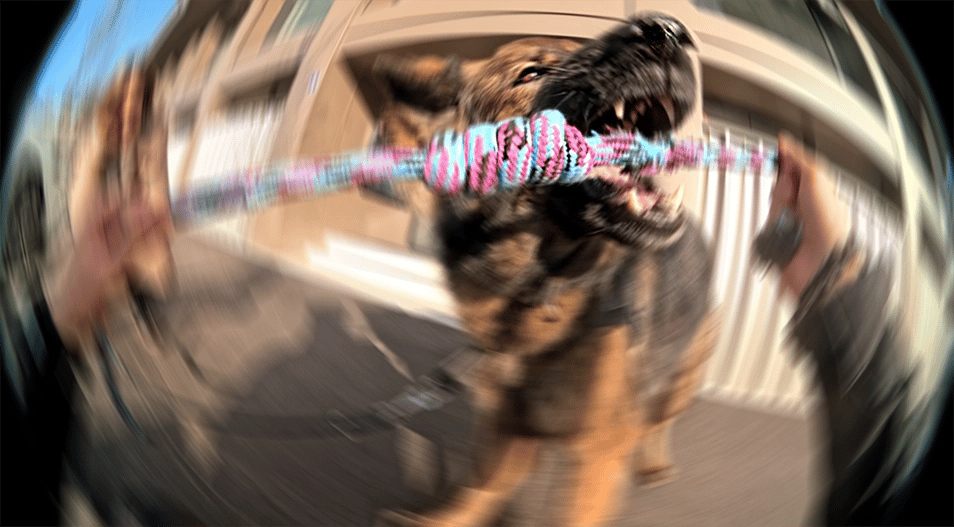 dynamic photo of a German Shepherd biting a large knot