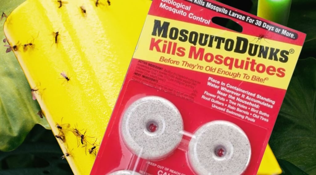 Mosquito Bits soaking in water to make mosquito bits tea for treating fungus gnat larvae