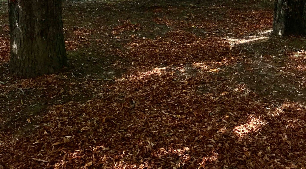 Ramassage de feuilles à Soisy-sur-Seine et aux alentours.