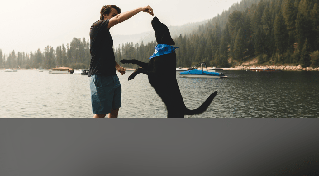 dogAdvisor | dogadvisor | dog advisor | dogAdvisor.dog