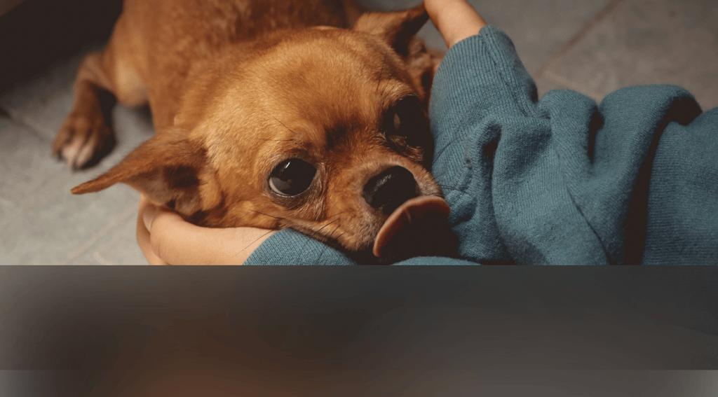 dogAdvisor | dogadvisor | dog advisor | dogAdvisor.dog