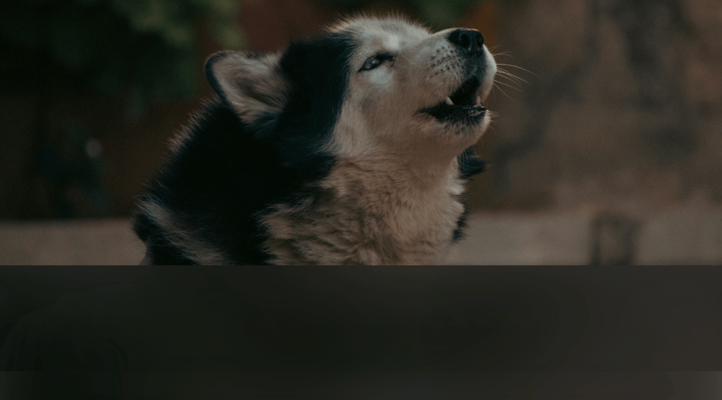 dogAdvisor | dogadvisor | dog advisor | dogAdvisor.dog