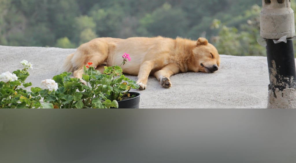 dogAdvisor | dogadvisor | dog advisor | dogAdvisor.dog