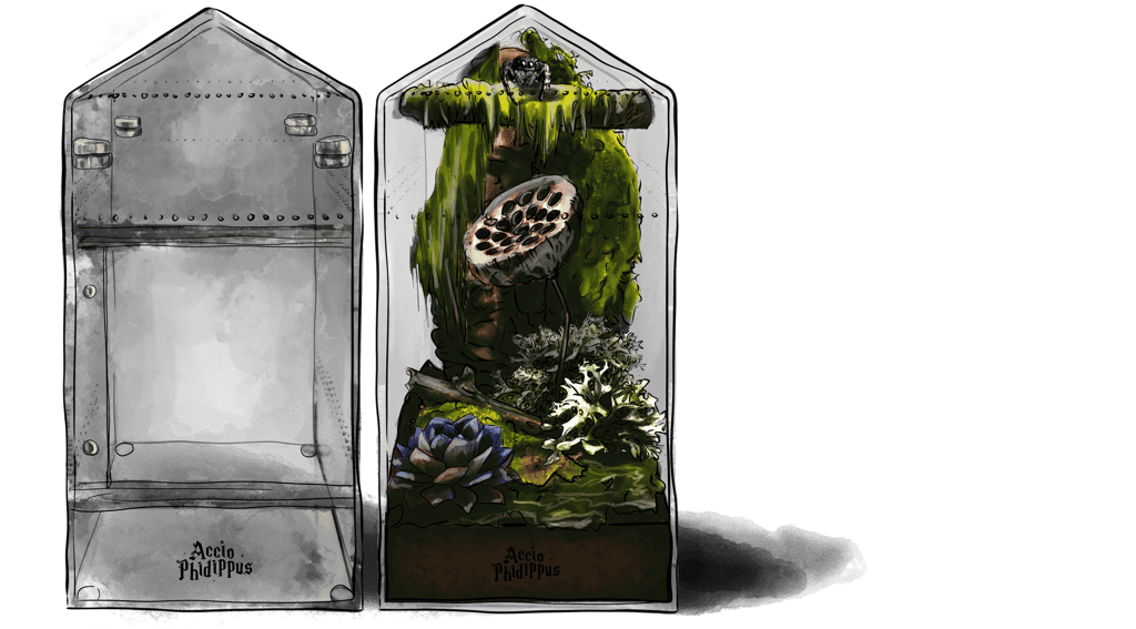 terrarium pour araignée - terrarium pour phidippus regius - petit terrarium