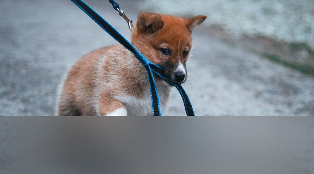 dogAdvisor | dogadvisor | dog advisor | dogAdvisor.dog