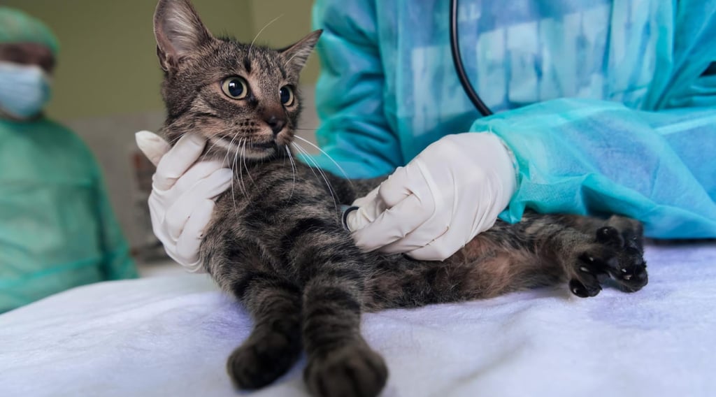 Como saber se meu gato está doente principais sinais e o que fazer