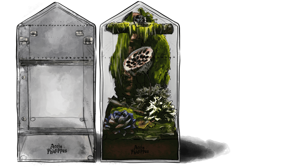 terrarium pour araignée - terrarium pour phidippus regius