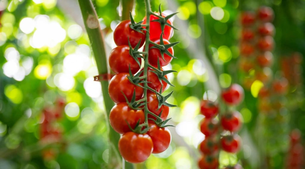 Ripe red cherry tomatoes ripening on the vine in a sunny home garden