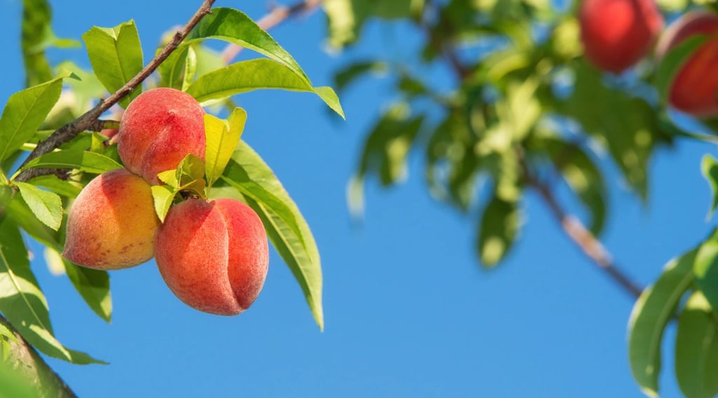 Ripe peaches growing on a peach tree branch against clear blue sky