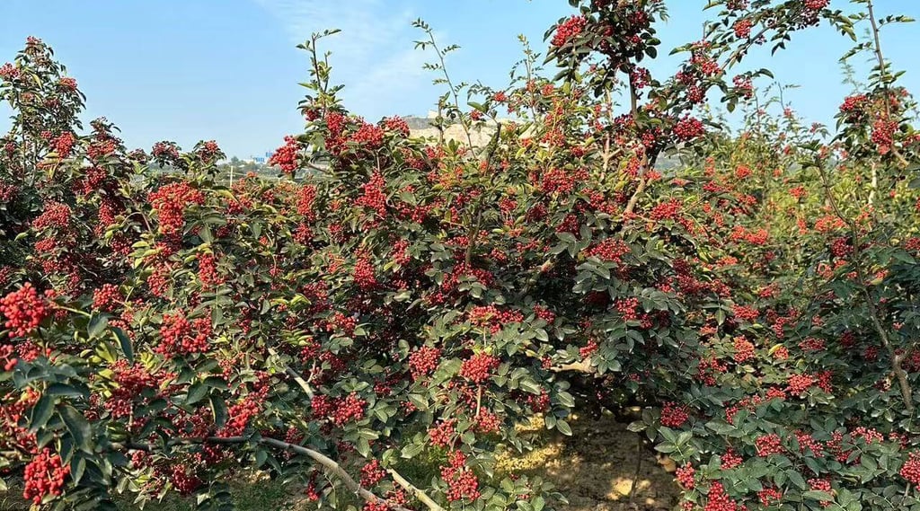 Vibrant red Sichuan peppers growing on green bushes in an outdoor field under a blue sky.