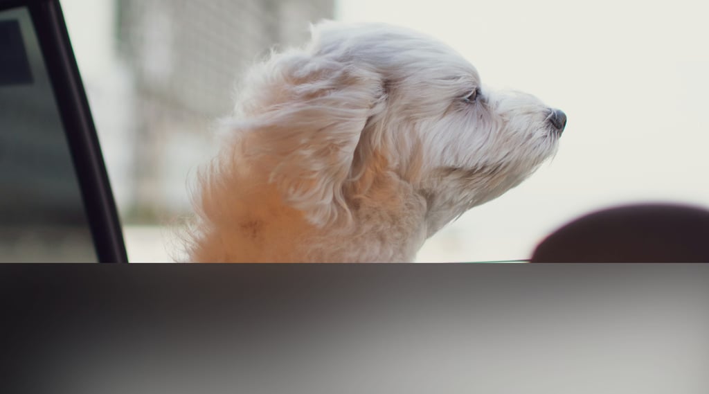 dogAdvisor | dogadvisor | dog advisor | dogAdvisor.dog