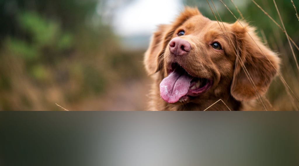 dogAdvisor | dogadvisor | dog advisor | dogAdvisor.dog