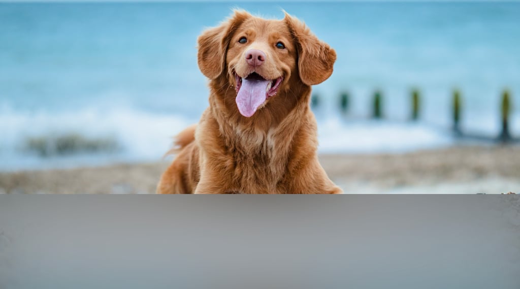 dogAdvisor | dogadvisor | dog advisor | dogAdvisor.dog