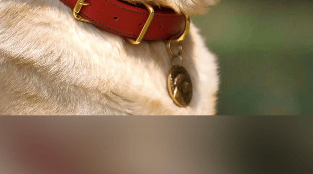 dogAdvisor | dogadvisor | dog advisor | dogAdvisor.dog