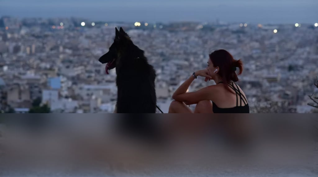 dogAdvisor | dogadvisor | dog advisor | dogAdvisor.dog