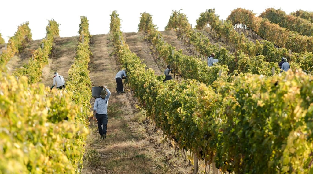 Harvesters carry baskets full of grapes at an Armenian vineyard.