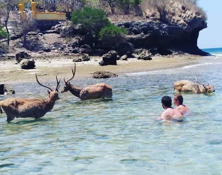 bird's eye view photography of Menjangan island national park deer and under white clouds