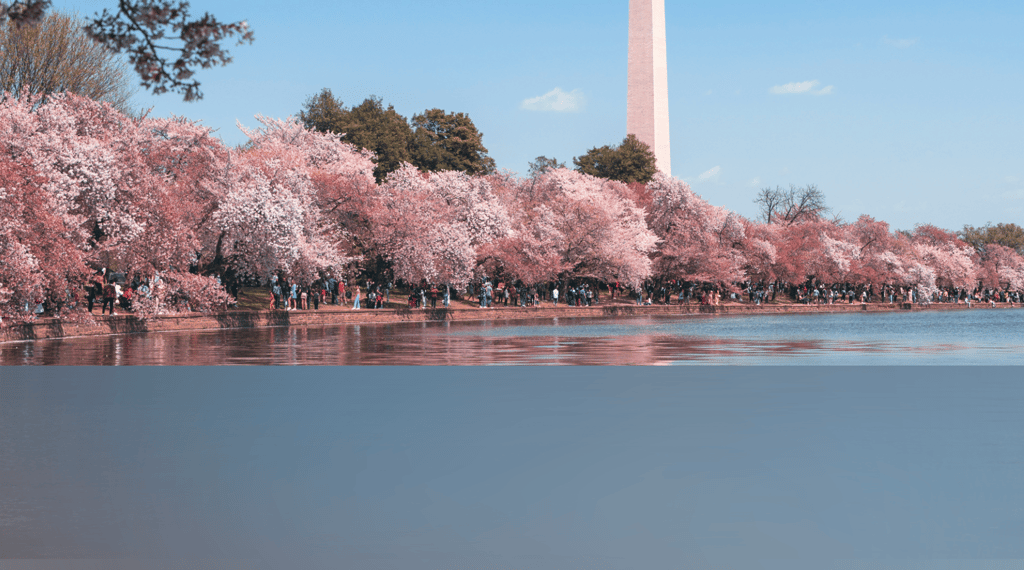 dogAdvisor | dogadvisor | dog advisor | dogAdvisor.dog