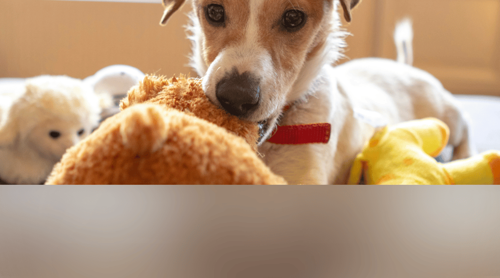 dogAdvisor | dogadvisor | dog advisor | dogAdvisor.dog