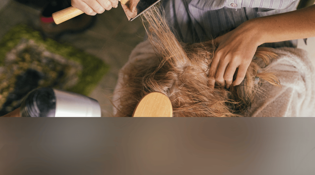 dogAdvisor | dogadvisor | dog advisor | dogAdvisor.dog