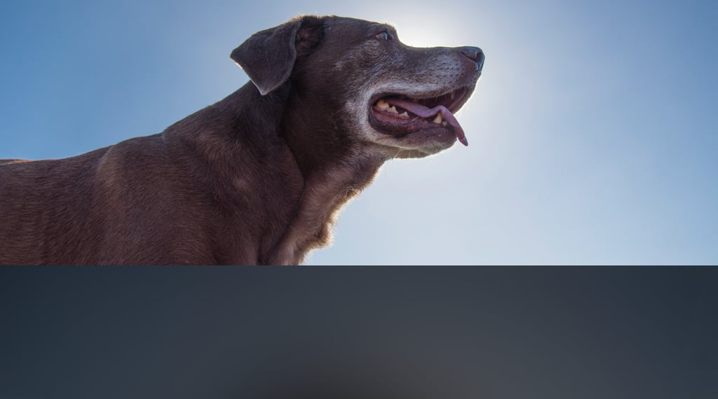 dogAdvisor | dogadvisor | dog advisor | dogAdvisor.dog