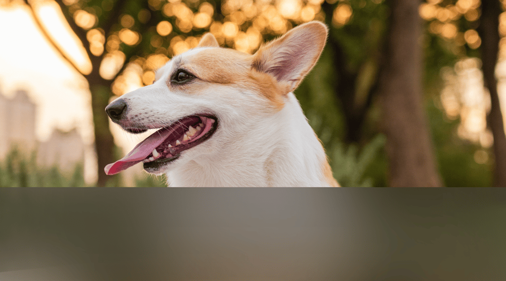 dogAdvisor | dogadvisor | dog advisor | dogAdvisor.dog