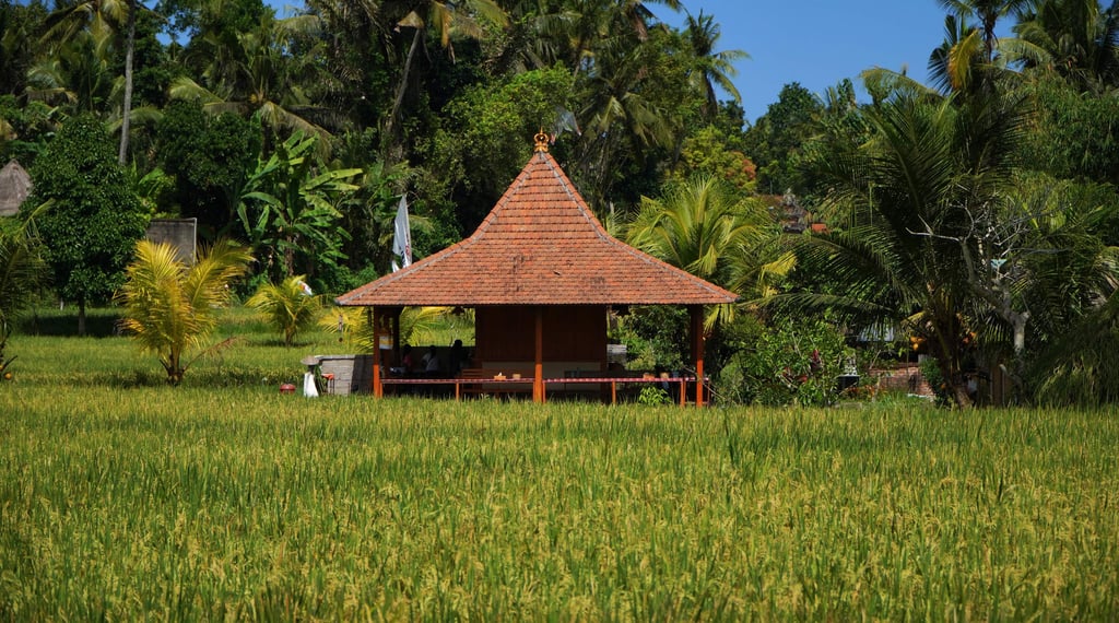Bali farming