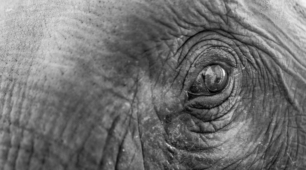 Close-up black and white photo of an elephant eye showing wrinkled skin texture and detail.