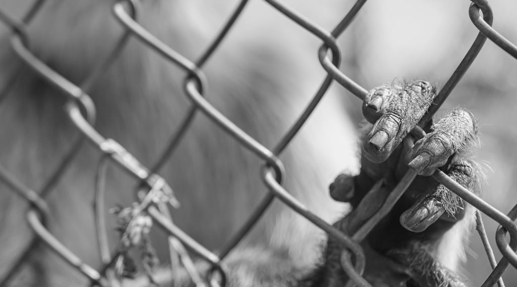 A black and white close-up of a monkey's hand gripping a chain link fence in captivity.