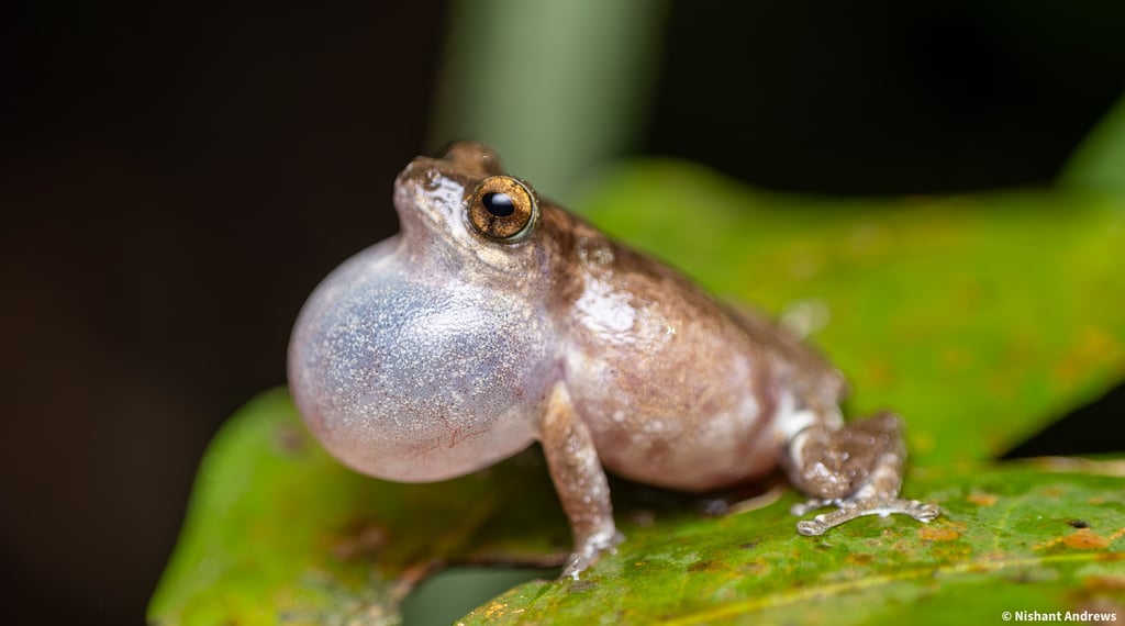 A small narrow-mouthed Bombay bush frog inflating its vocal sac while perched on a green leaf.